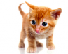 Animal domestique : comment adopter un chaton ?